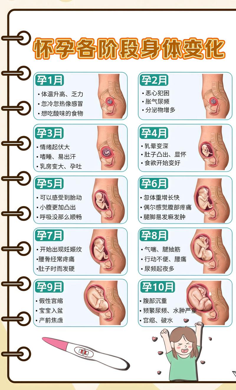 揭秘供卵代孕妈妈怀孕小腹分两节，孕期变化的奥秘北碚代生机构: